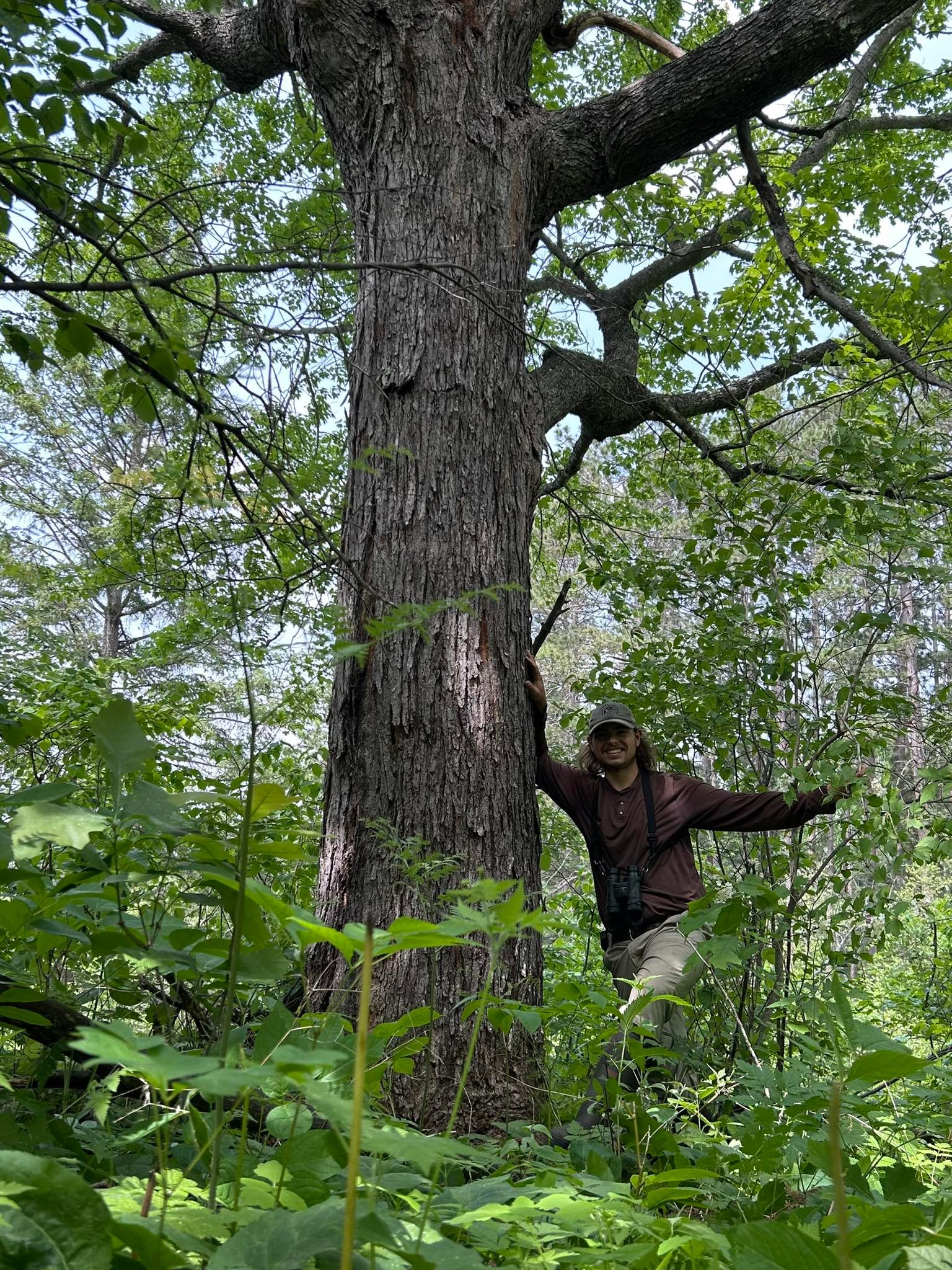 Large red maple tree found in Chippewa National Forest