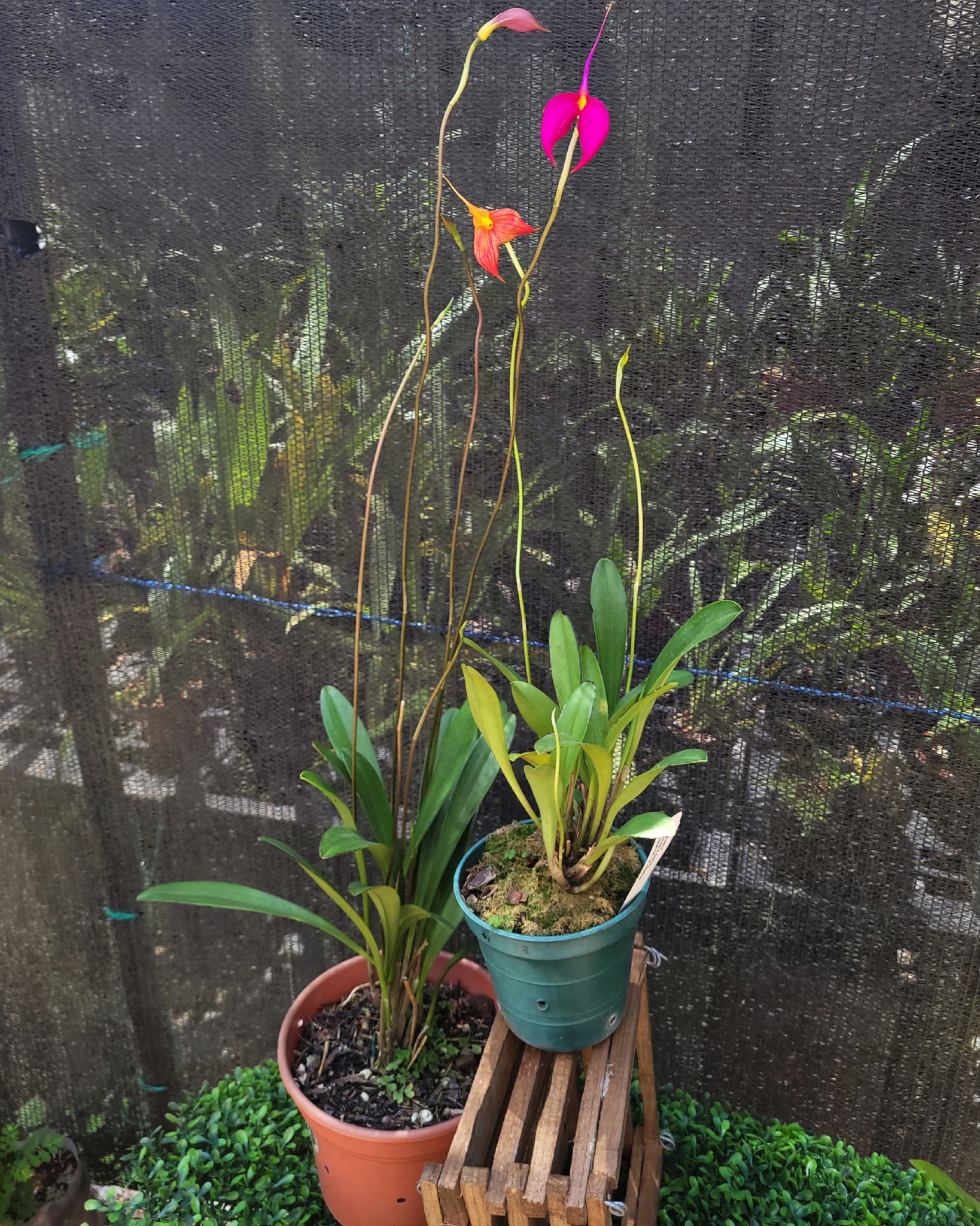 Masdevallia Crystal Follansbee