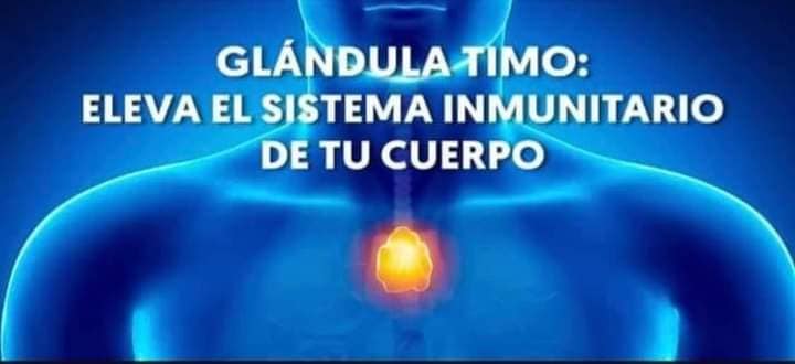 EL TIMO - LA GLÁNDULA DEL BIENESTAR.... - Alquimia Espiritual
