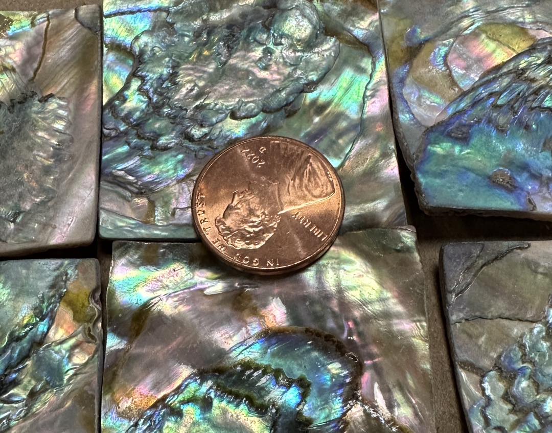 Pacific Rim Abalone Sea... - Pacific Rim Abalone Sea Shells