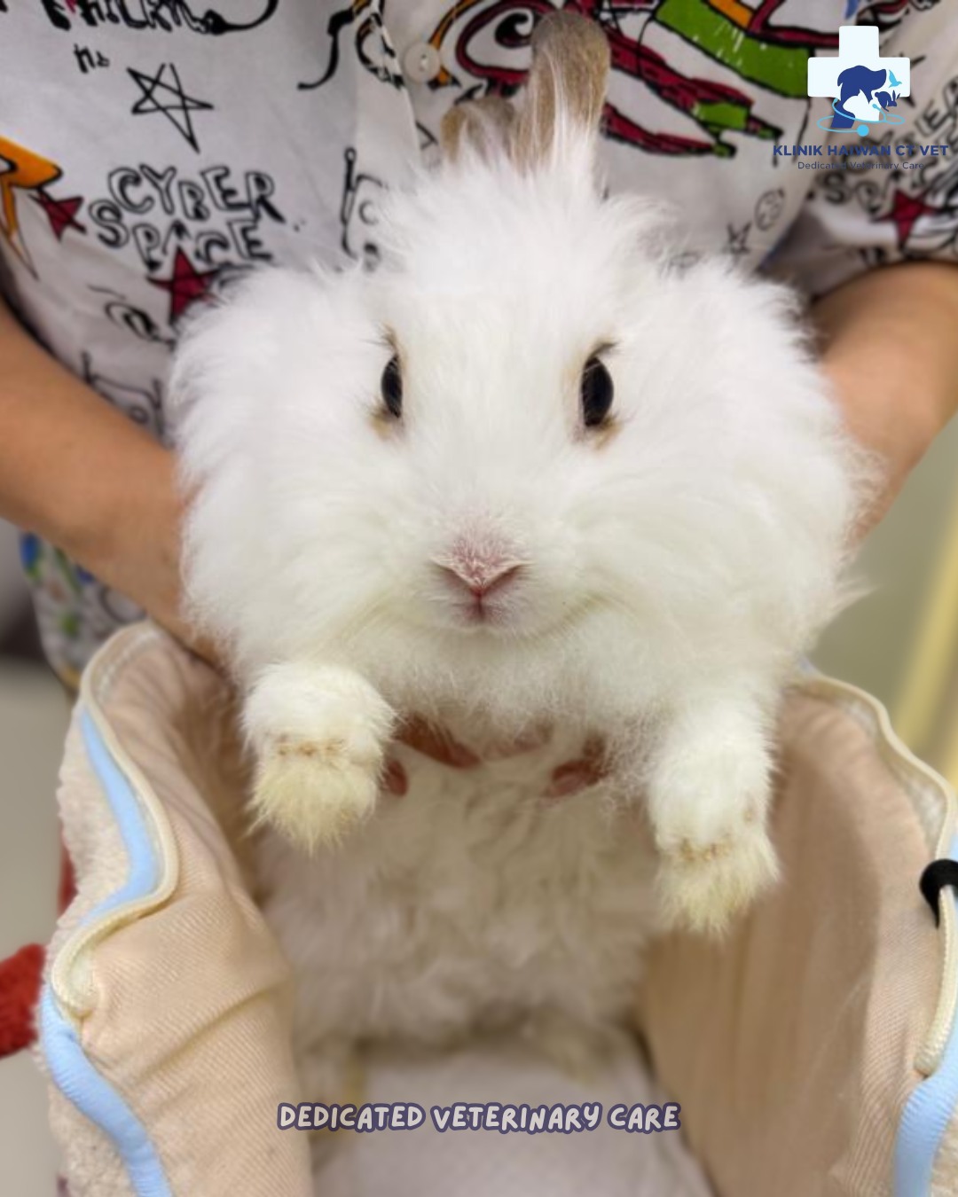 CT - Hai semua, comel kan saya?🐰💕 Arnab bukan saja comel, tapi perlukan ...