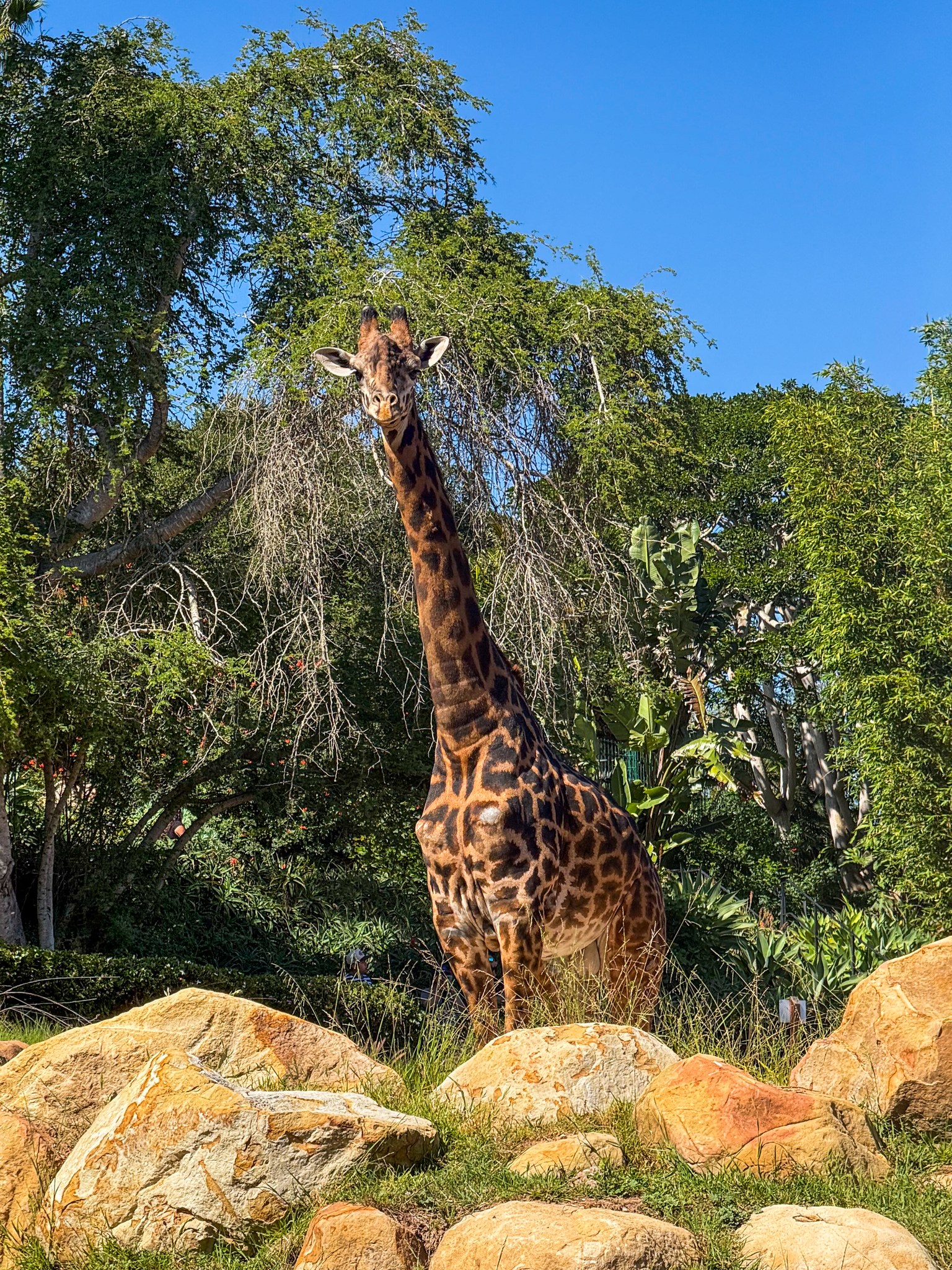 How's the weather down there?” – Theo (probably) The Masai giraffe