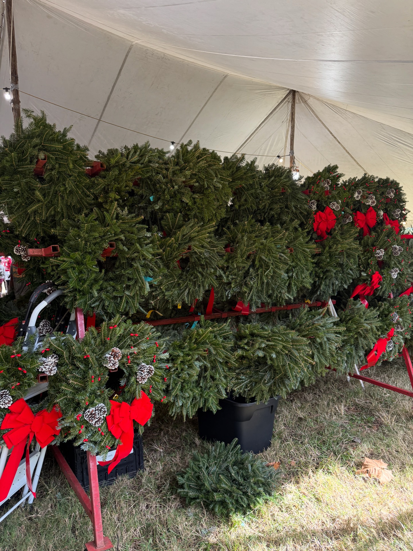 Severts Christmas Tree Farm