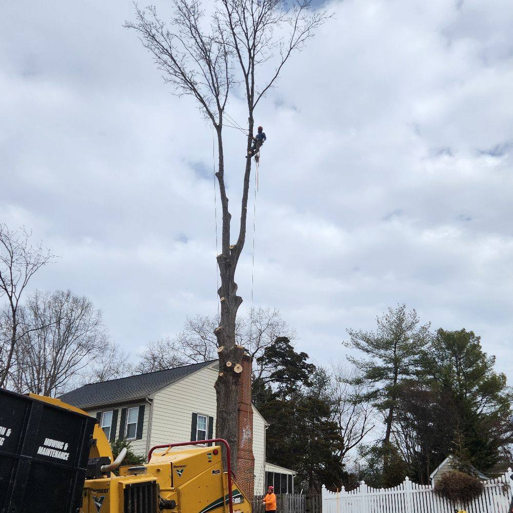 Rivas Landscaping and Tree Service | Fredericksburg VA