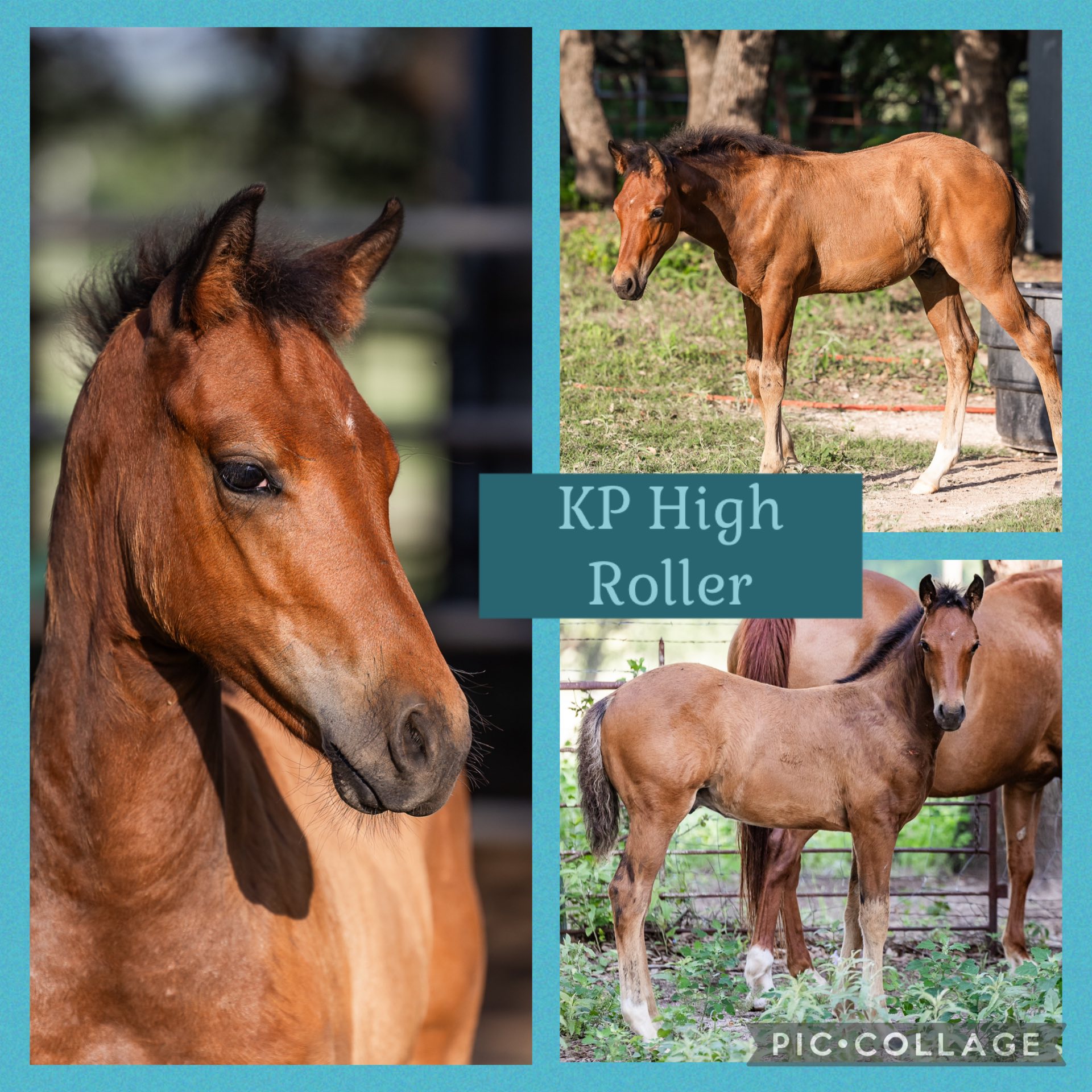 Kickapoo Ponies Texas added a new... - Kickapoo Ponies Texas