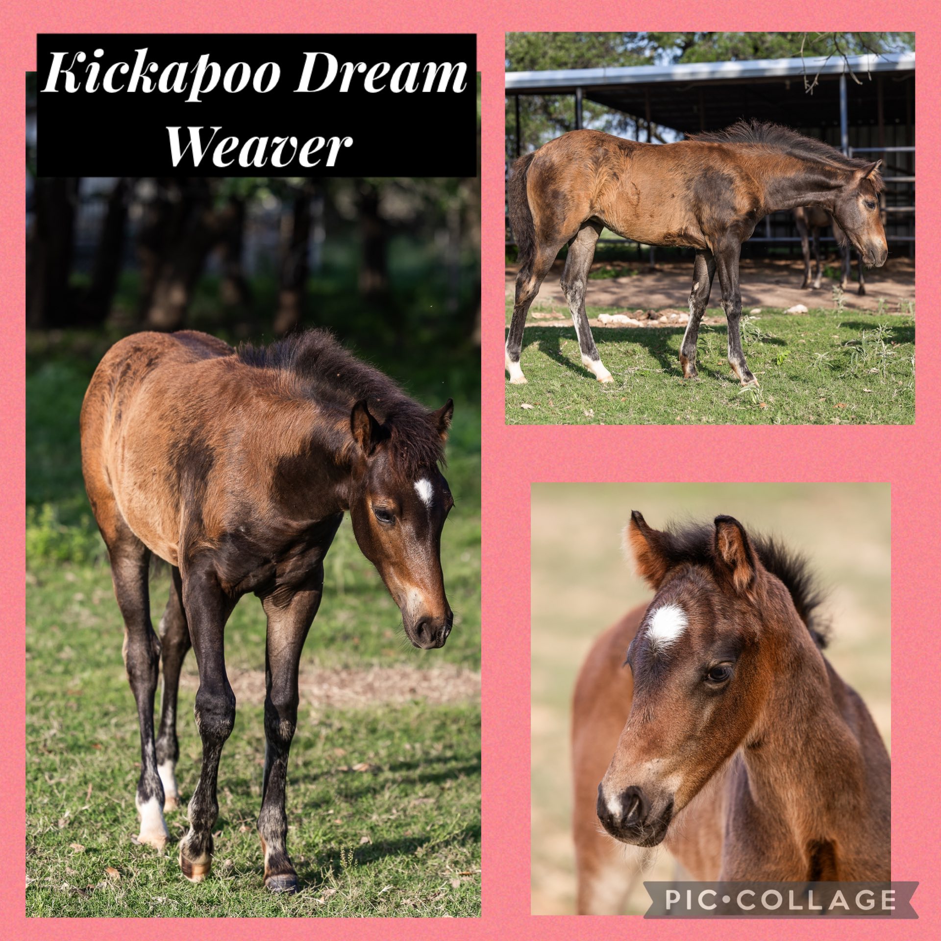 Kickapoo Ponies Texas added a new... - Kickapoo Ponies Texas