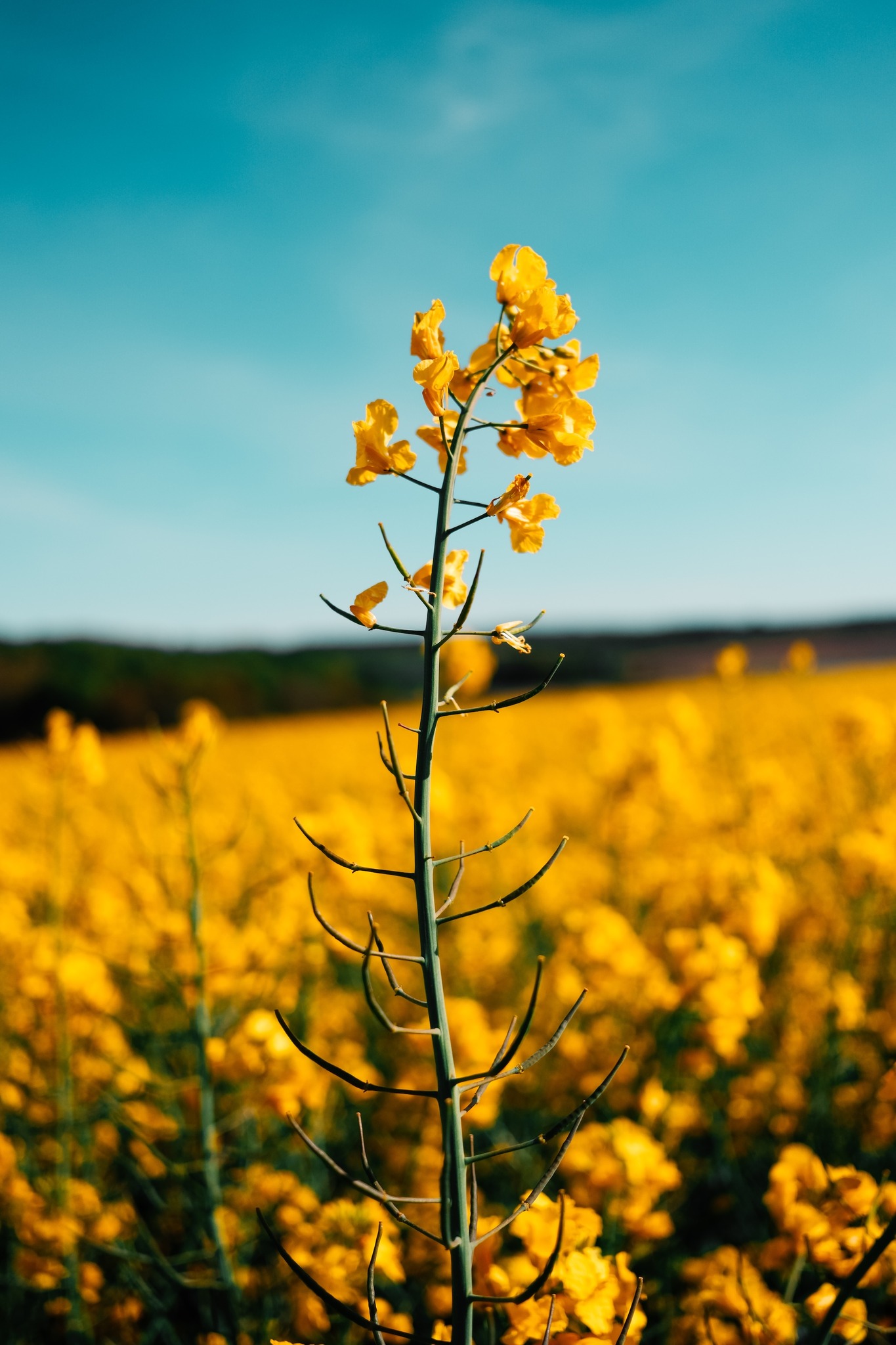 The warm colours of spring 🌼 All captured beautifully with the