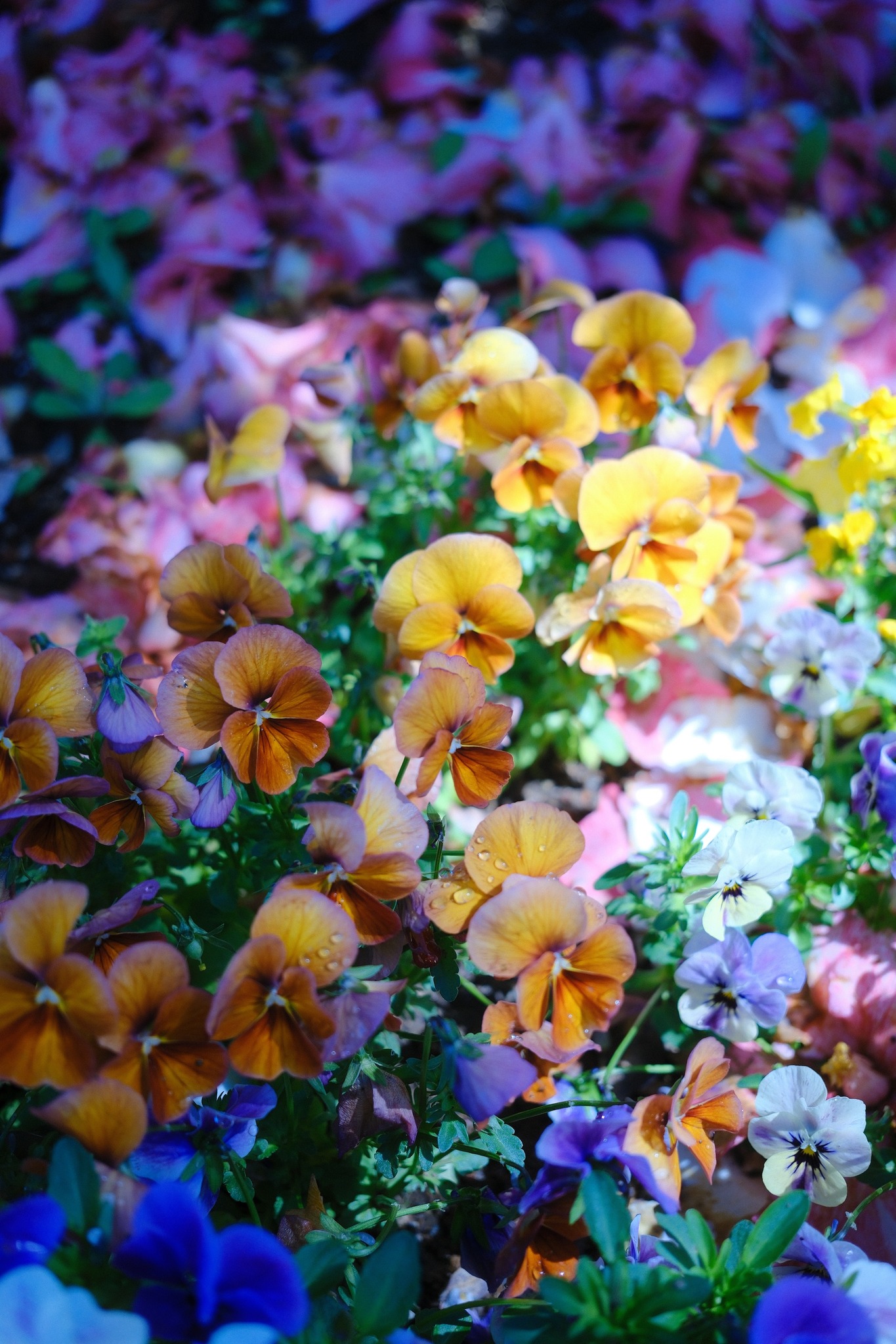 The warm colours of spring 🌼 All captured beautifully with the