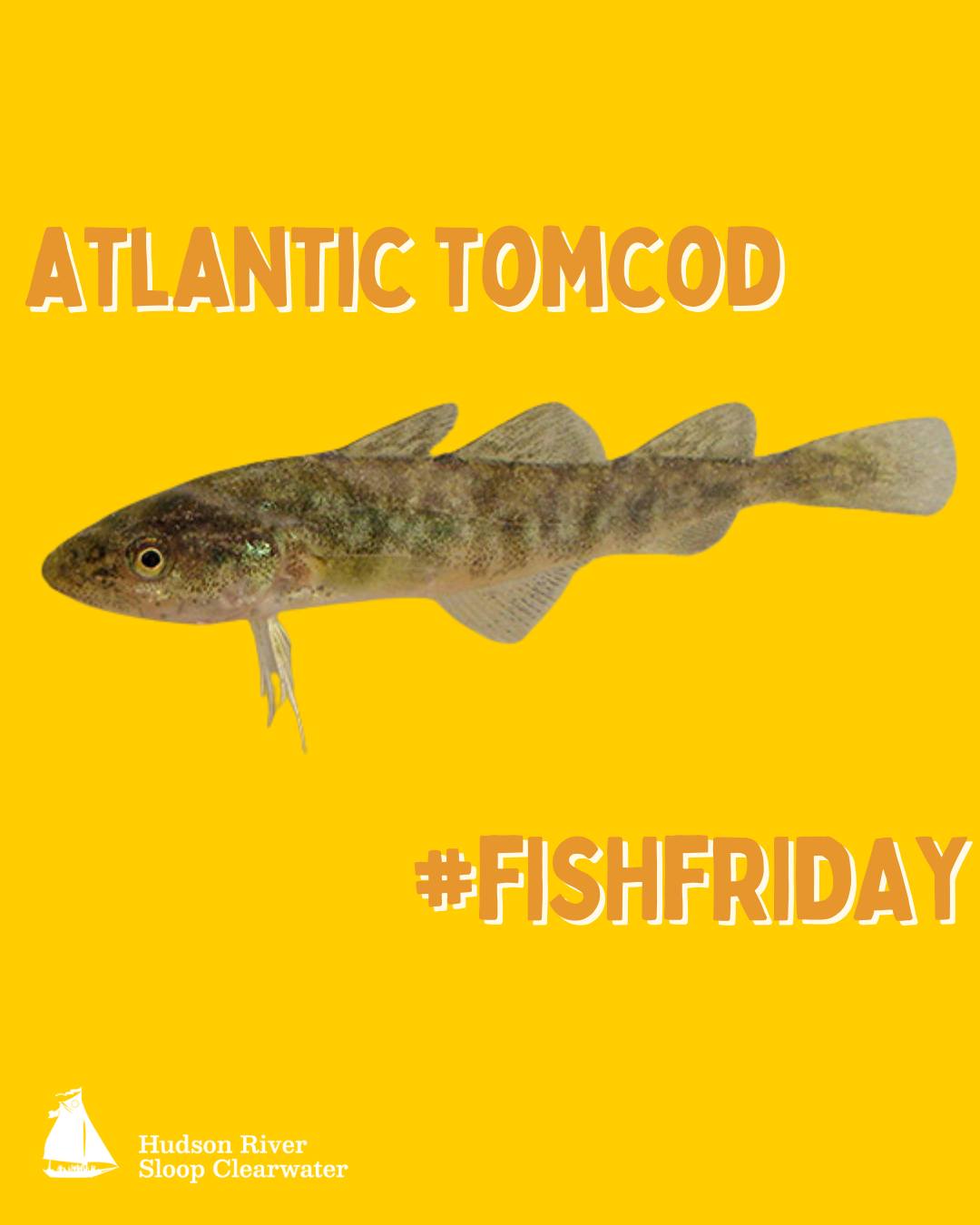 Meet the Atlantic tomcod!... - Hudson River Sloop Clearwater | Facebook