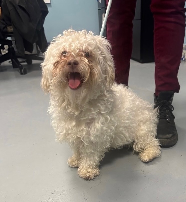 UPDATE... - Abandoned Angels Cocker Spaniel Rescue, Inc. | Facebook