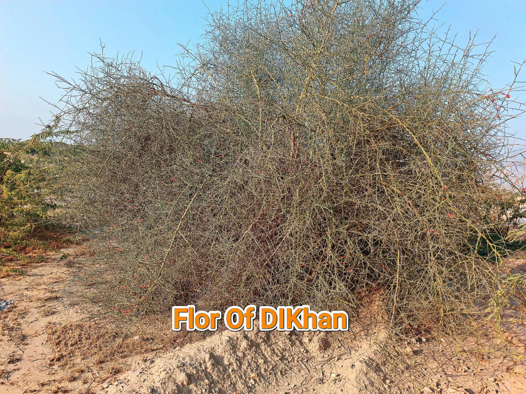Flora Of DIKhan | Dera Ismail Khan