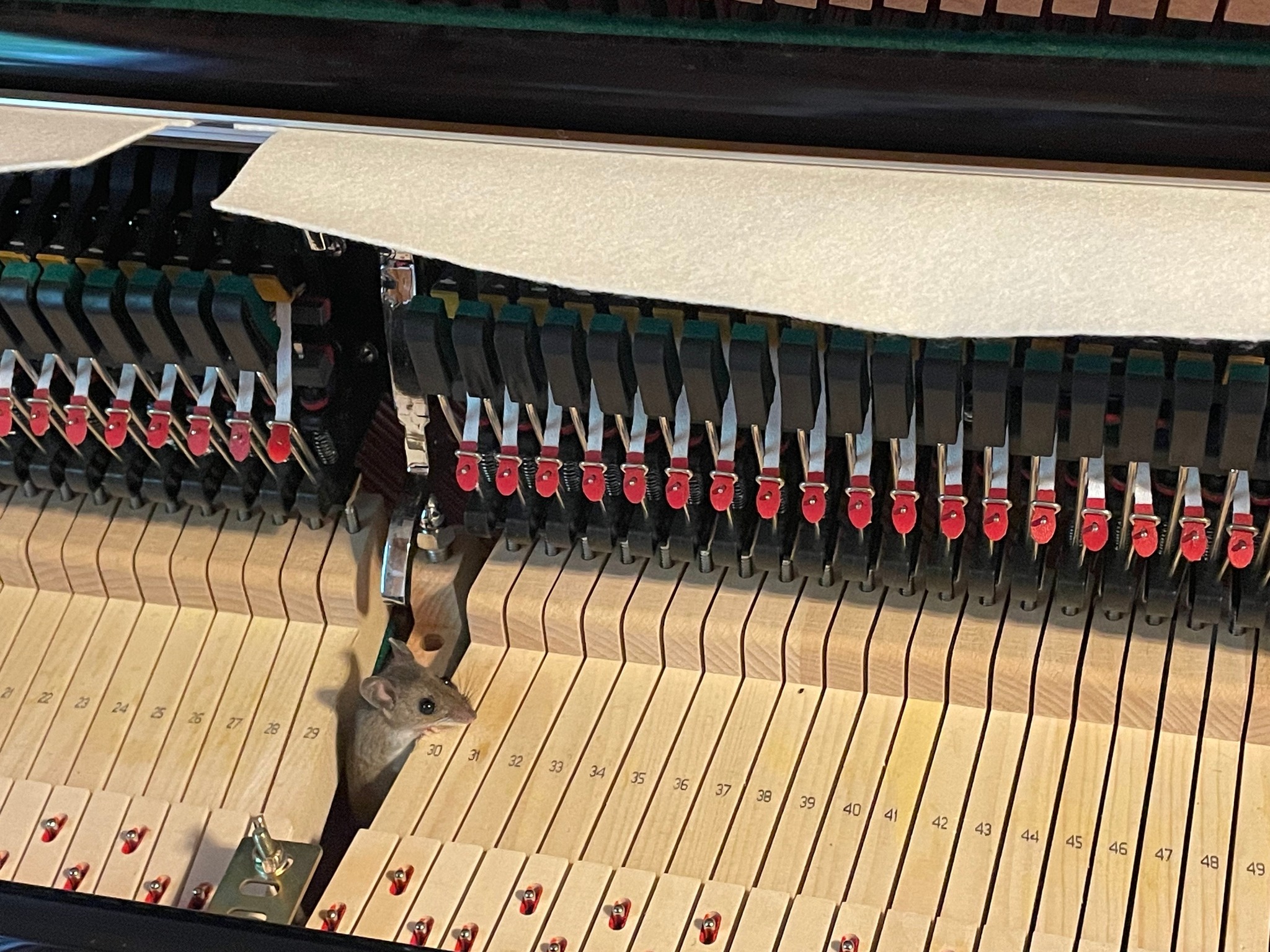 Little Valley Piano Service | West Rutland VT
