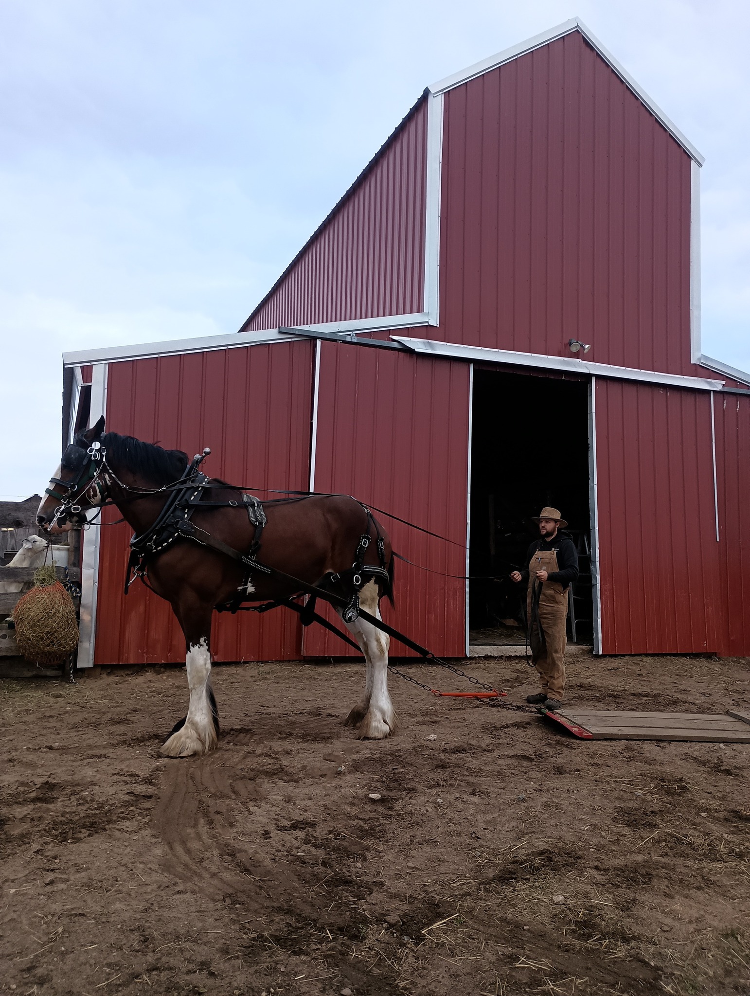 Horse - Zack Hintz | Facebook