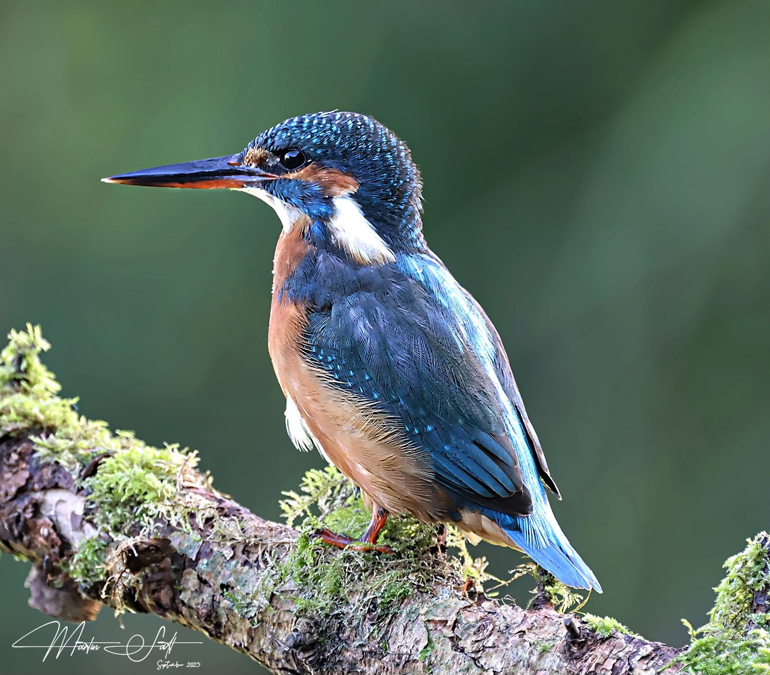 Martin Salt Fully Retired Professional Photographer - Stratford upon Avon