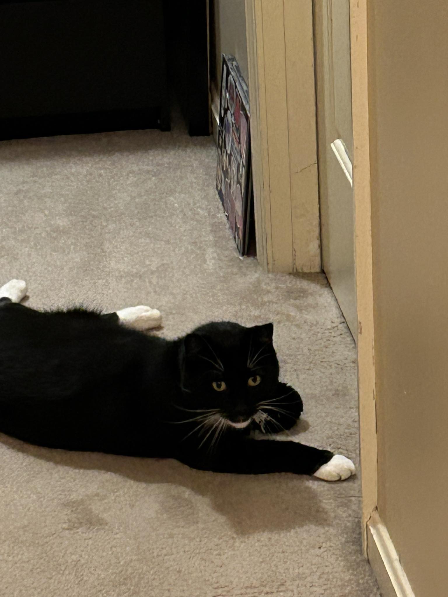 Please message me if you have seen this cat.