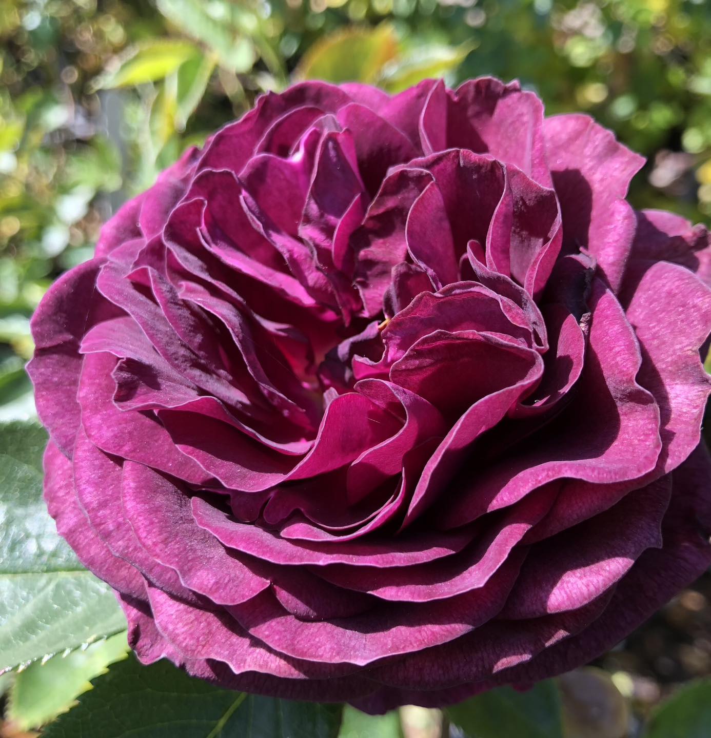 C and K Jones Roses added a new photo. - C and K Jones Roses