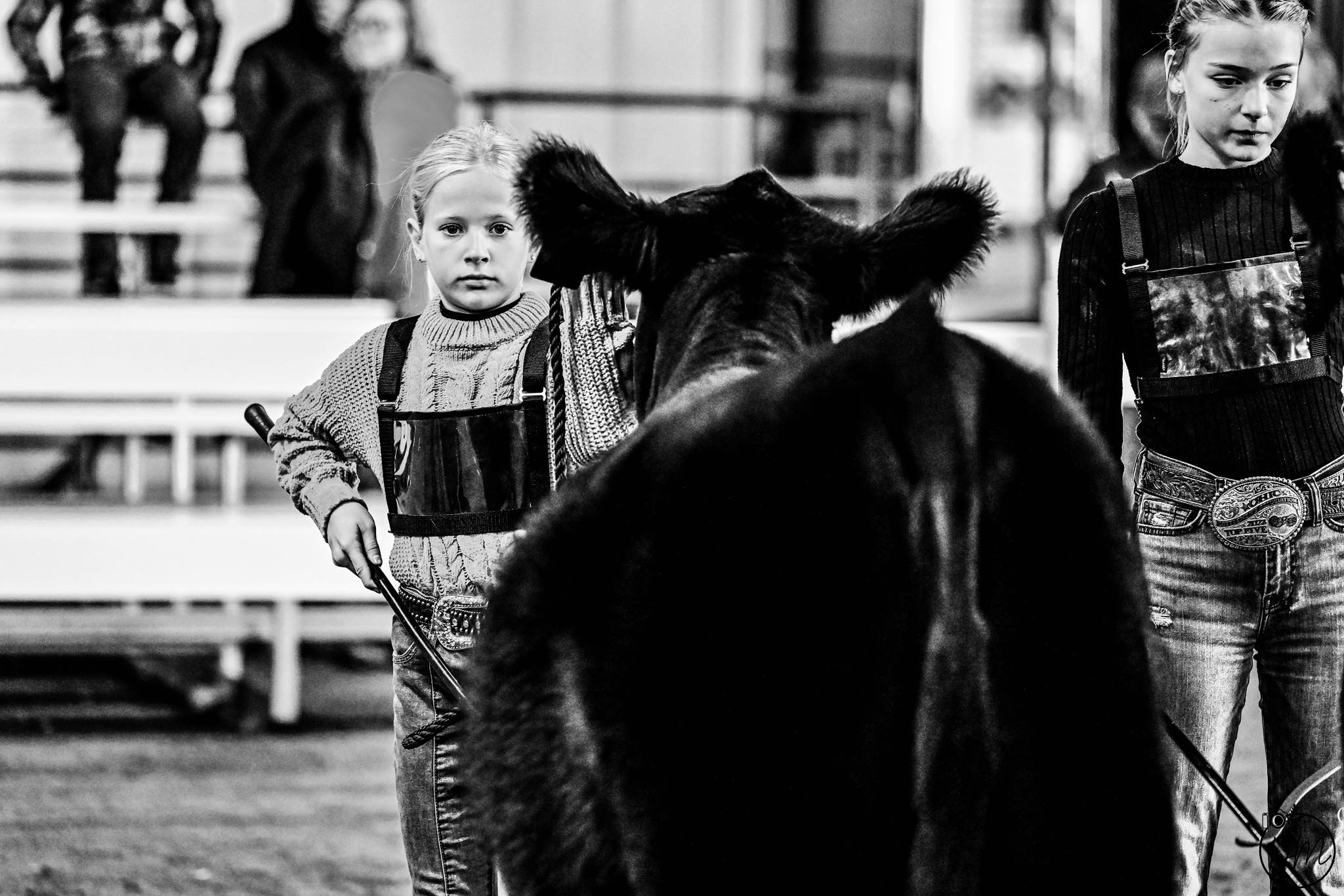 Dupler Cattle | Mount Perry OH