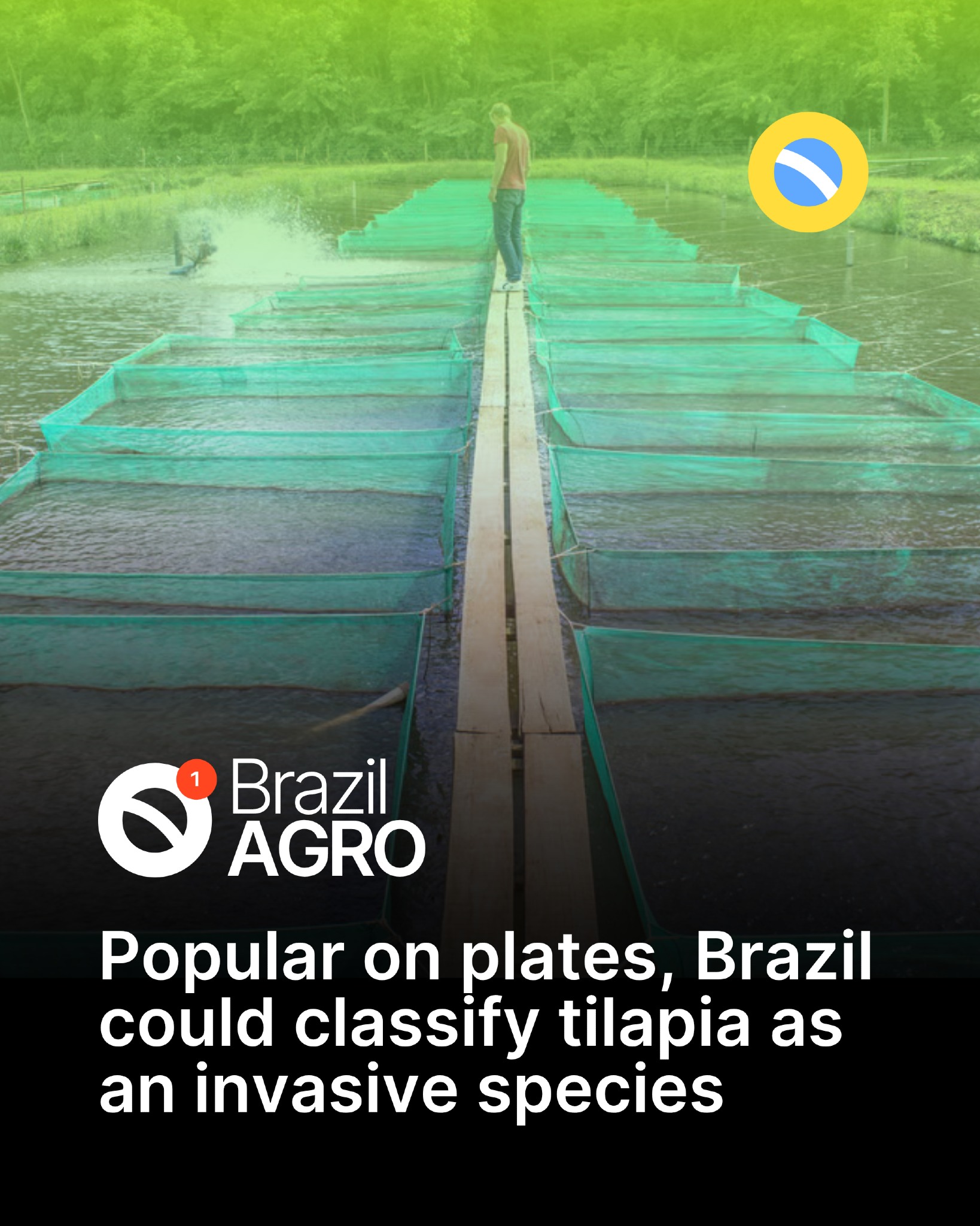 🐟 Fishy dilemma Brazil’s... - The Brazilian Report | Facebook