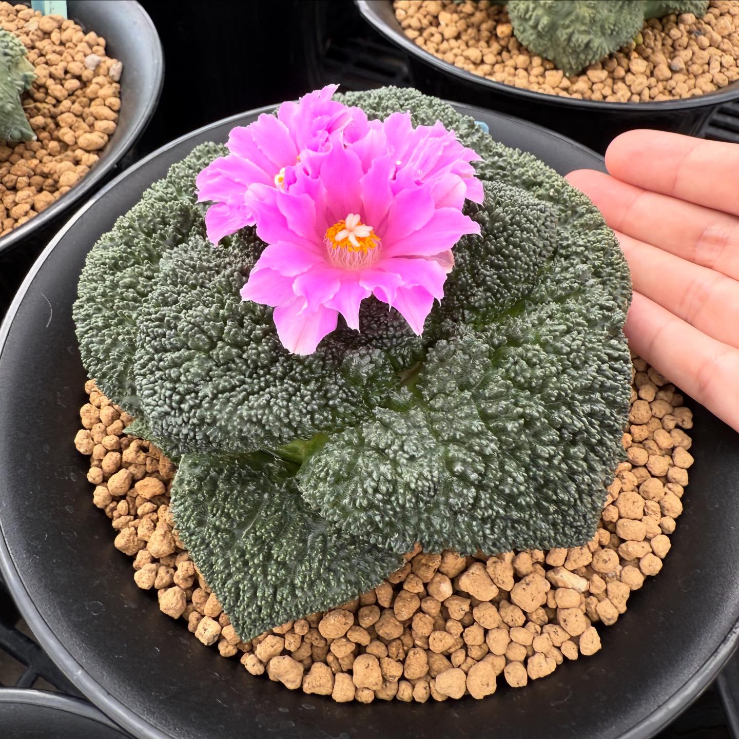 L. fricii YTanenaga seedling #銀冠玉 #lophophoralover