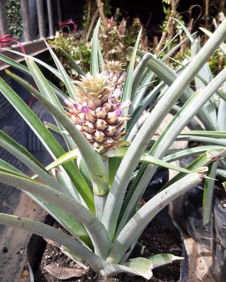Plantas de piña 🍍 comestibles!!... - Vivero Inverflor | Facebook