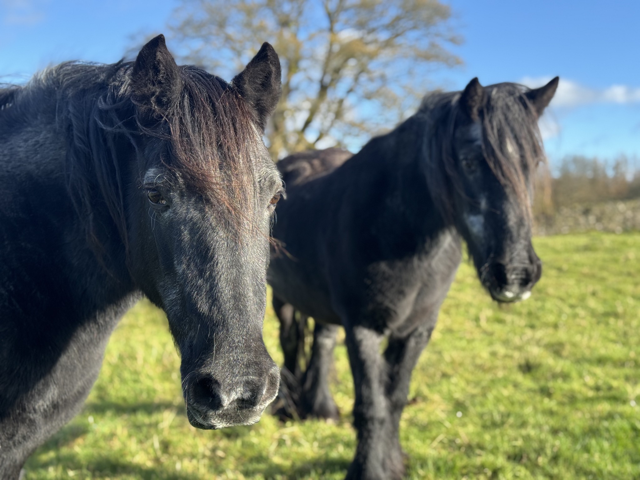 Fell - Meet the ponies... The two matriarchs of the herd, Hades Hill ...