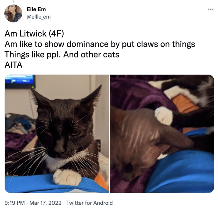 Cat Rumble - Cat Rumble added a new photo.