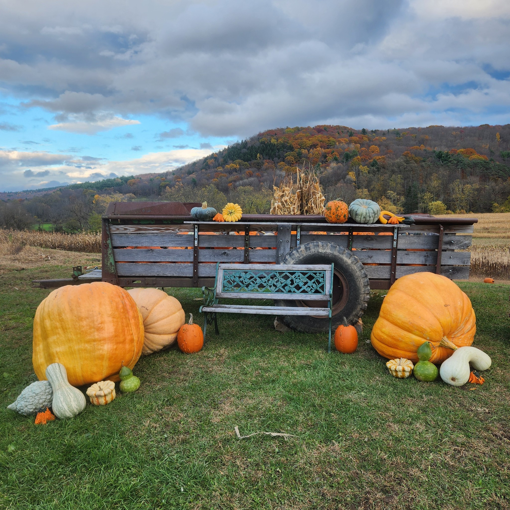 Stone's Farm and Garden | Mount Upton NY
