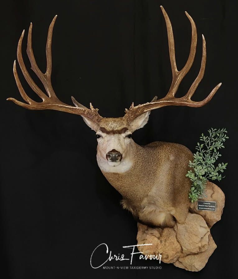 Did you know? Cabela's Mule Deer Country Museum is the world's