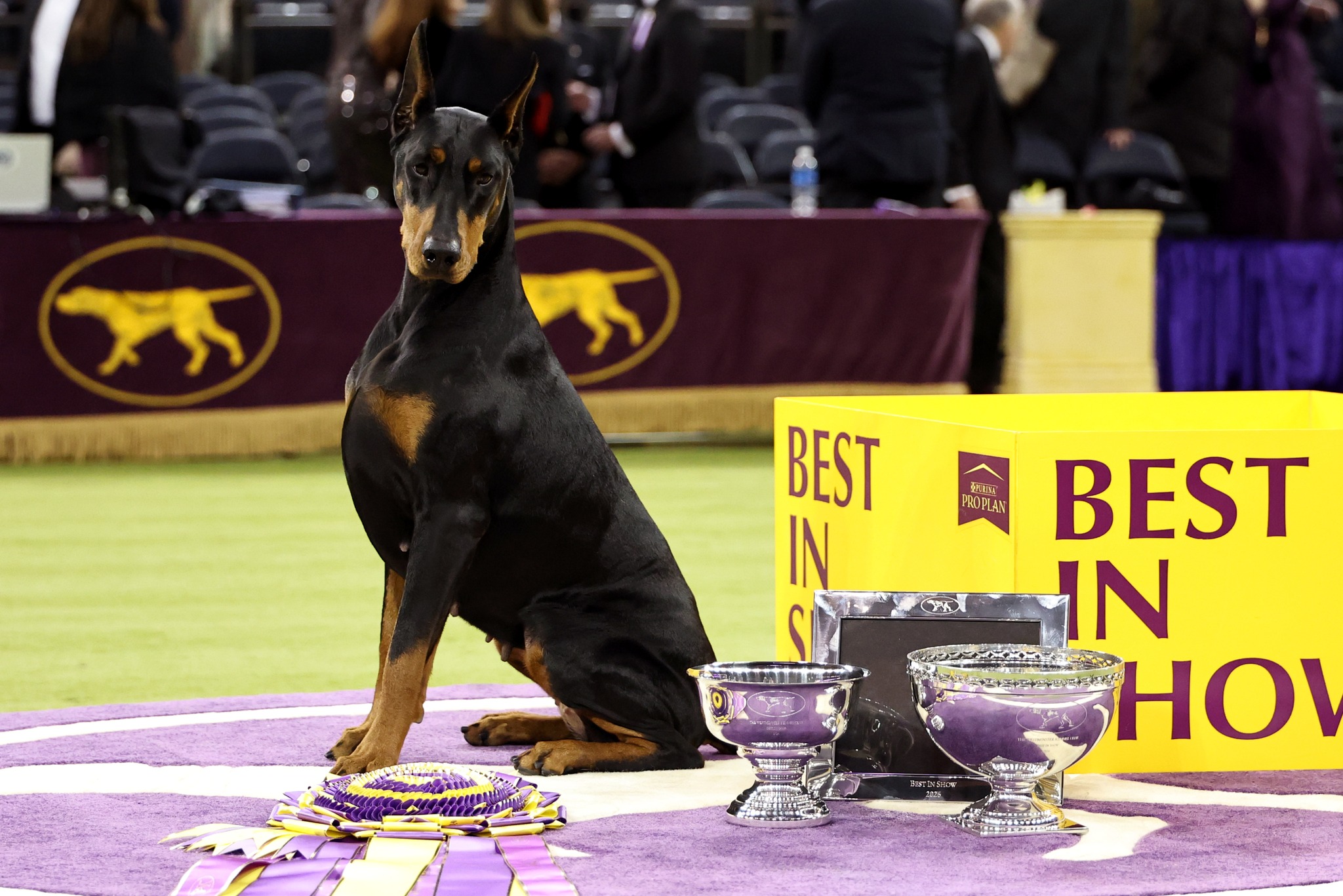 NEWSMAX - PENNY’S PRIZE: A Doberman named Penny took best... | Facebook