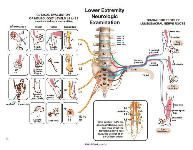 Spine... - Spine Physiotherapy & Rehabilitation Centre