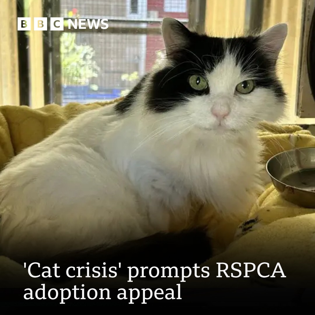 BBC York - Some felines were being turned away from RSPCA... | Facebook