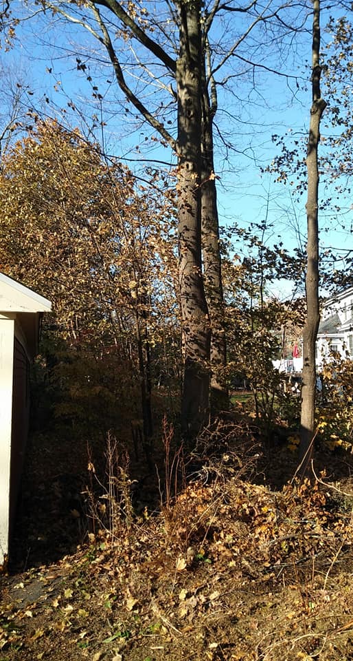 Madden Tree service | Hudson MA