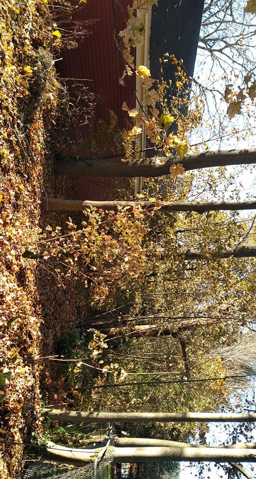 Madden Tree service - Home
