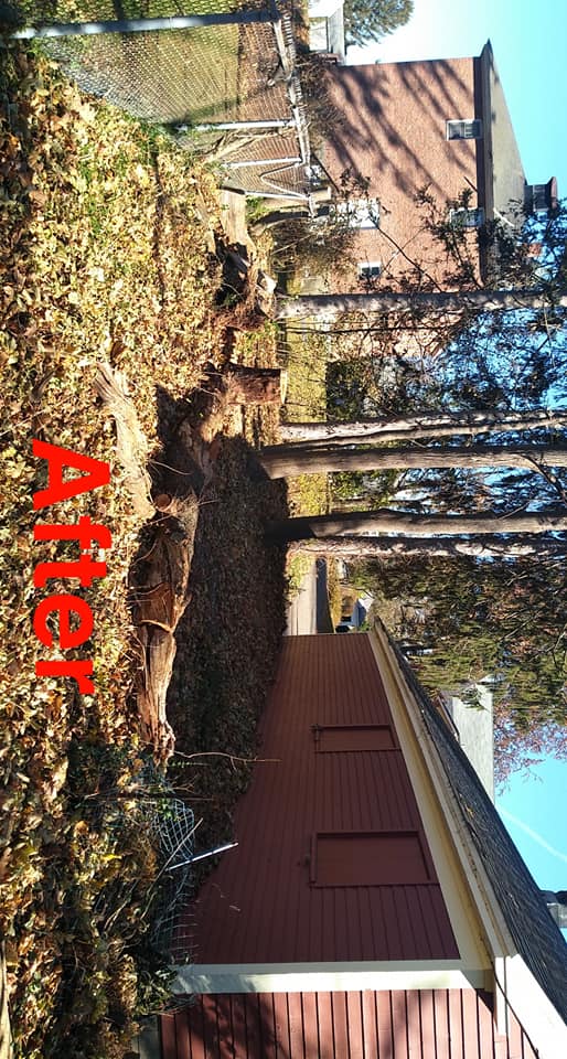 Madden Tree service - Home