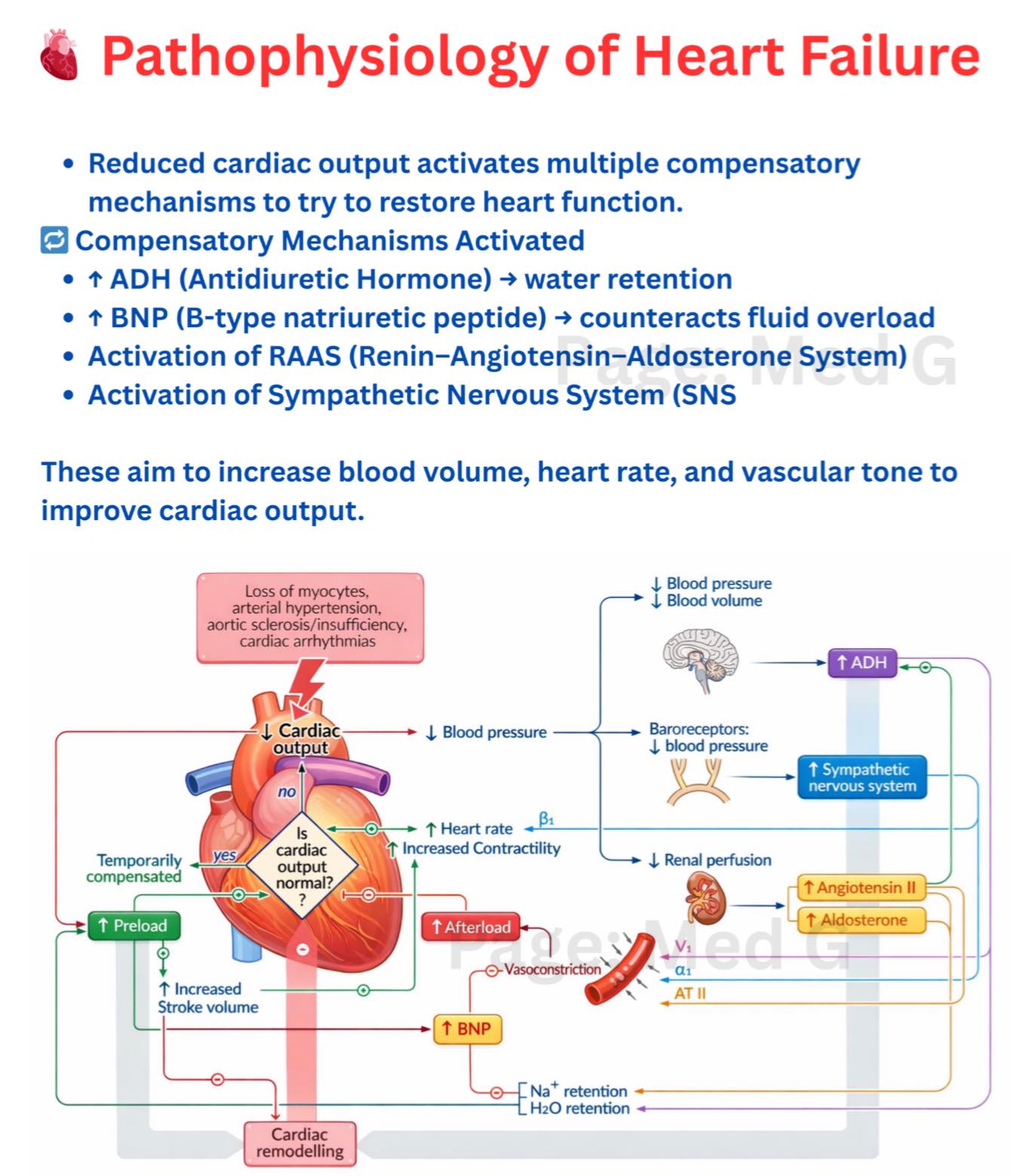 l-carnitine and congestive heart failure pathophysiology L-Glutathione Reduced Powder - Size:Mens 16 WIDE/Womens 14 WIDE bulky