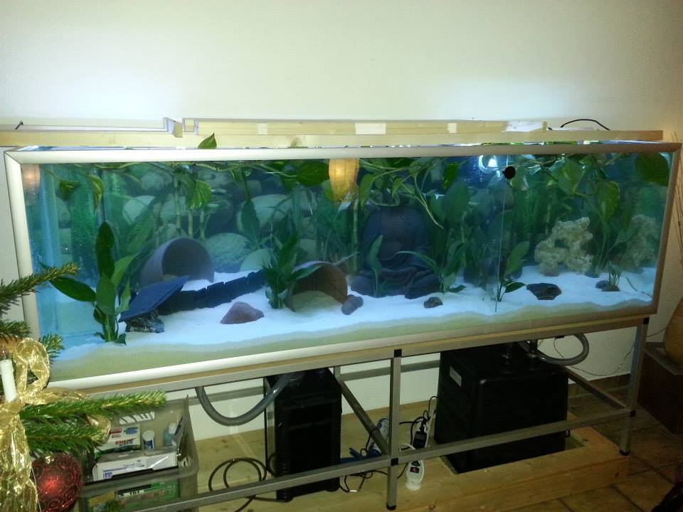 27+ Einrichtungsideen Axolotl Aquarium Einrichten Images