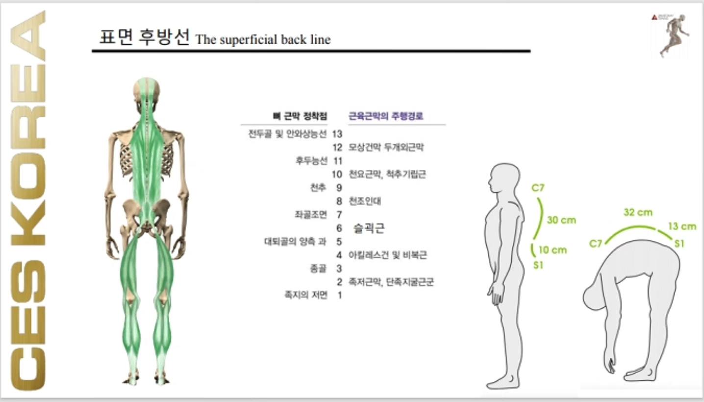 문종수 - 표면후방선 1.족저근막, 단족지굴근군 2.아킬래스건,가자미근,비복근 3.슬괵근 (햄스트링) 반막양근 반건양근 대퇴이두 ...