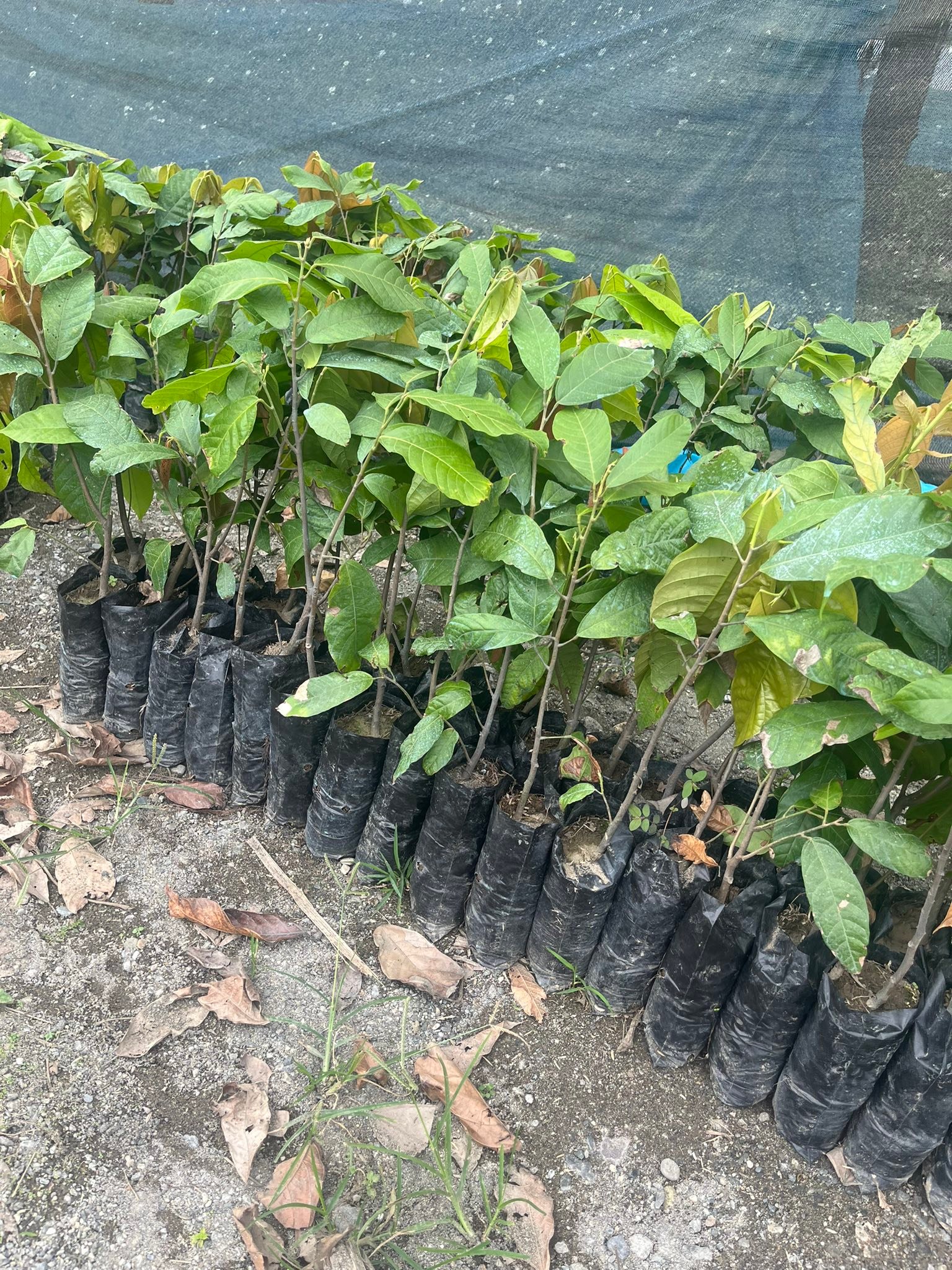 Vivero Cacao Ramilla