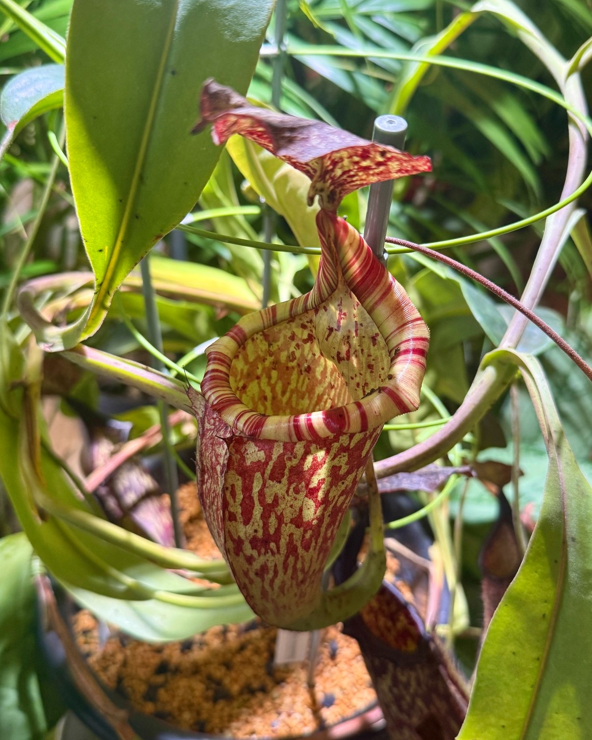 ホヤ・インペリアリス開花！】 こんにちは。 今回紹介する植物は