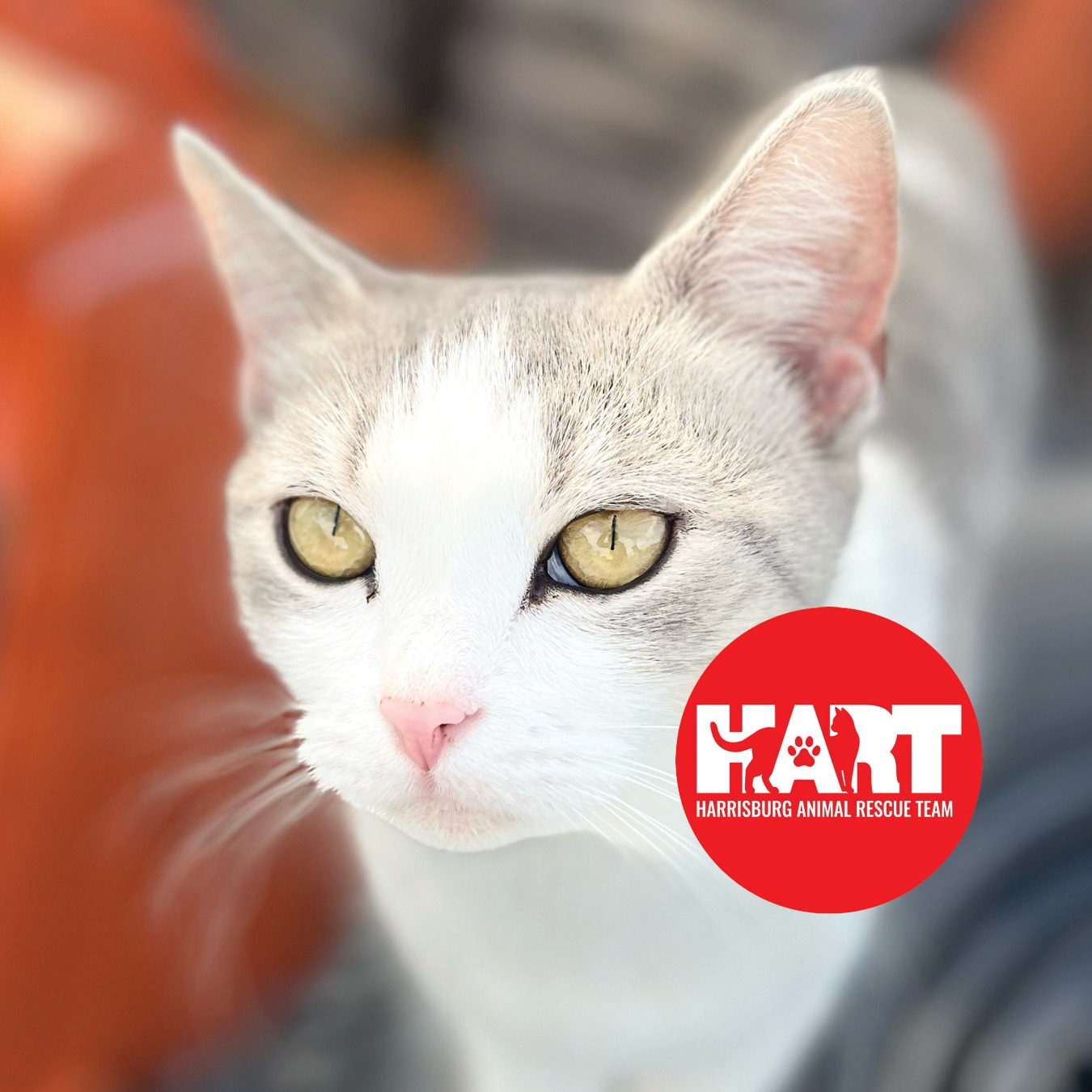 Mary and Francis... - HART - Harrisburg Animal Rescue Team | Facebook