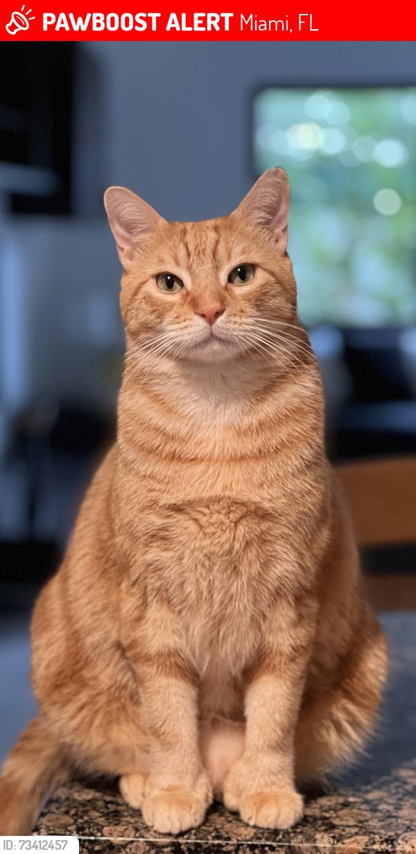 Lost orange shorthair cat in Miami, FL