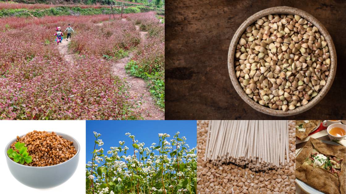 Buckwheat: The Little “Beech-Wheat” That Feeds People, Bees, Soils, and Deserts. Buckwheat is the common name for several edible and useful plants, especially species in the Polygonaceae family. The best-known is Fagopyrum
