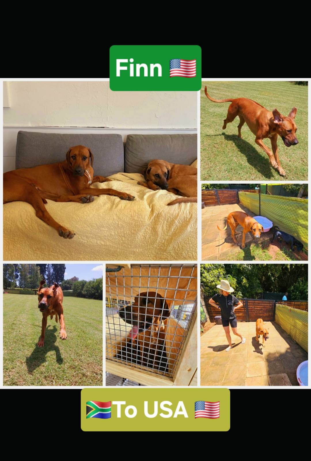 Pets Abroad | Honeydew