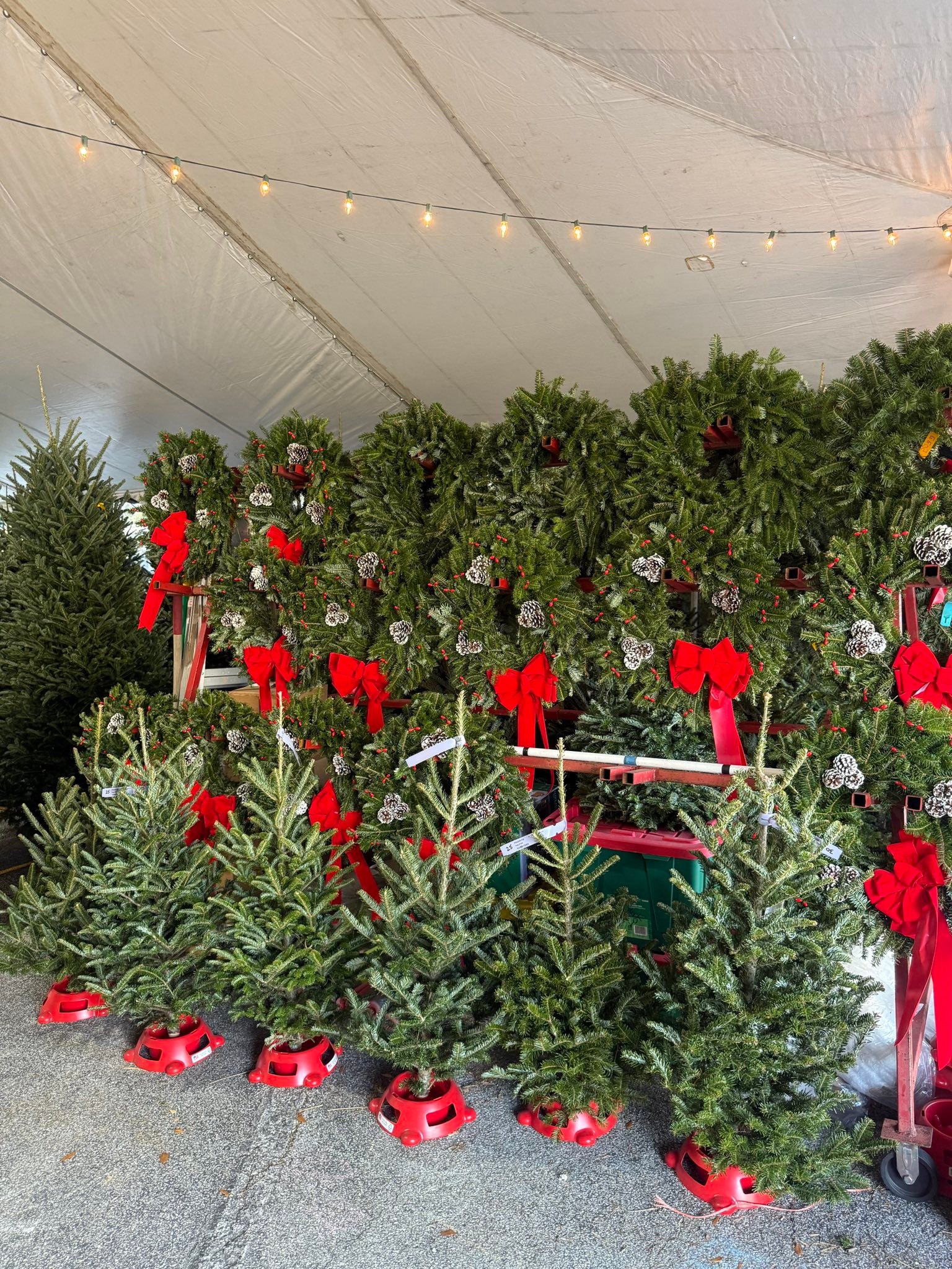 Severts Christmas Tree Farm