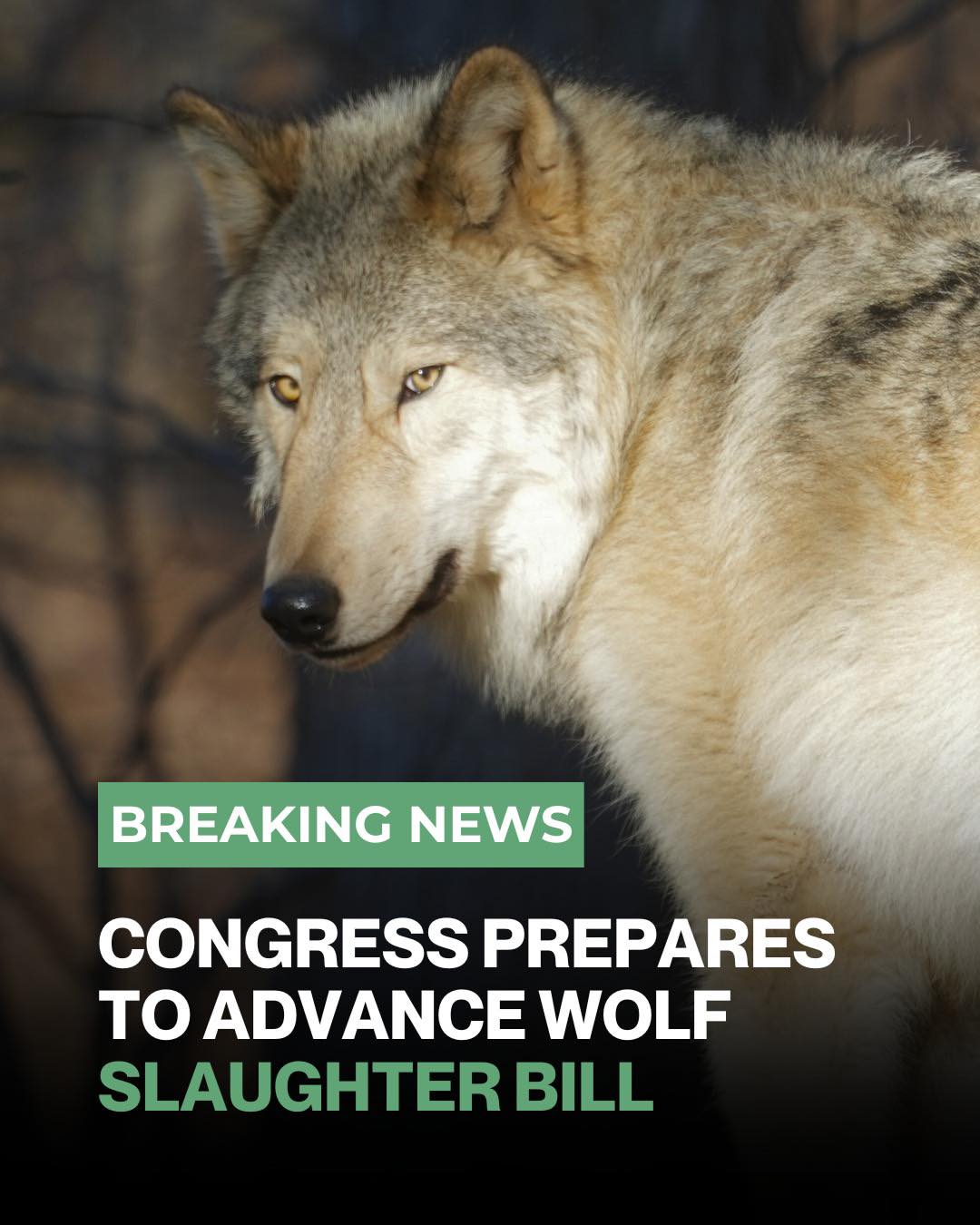 Anneka - URGENT: Congress prepares to push forward wolf slaughter bill ...