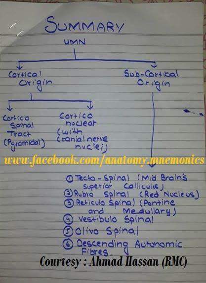 Descending Tracts For Revision :)... - Dr. Umer Chaudhry