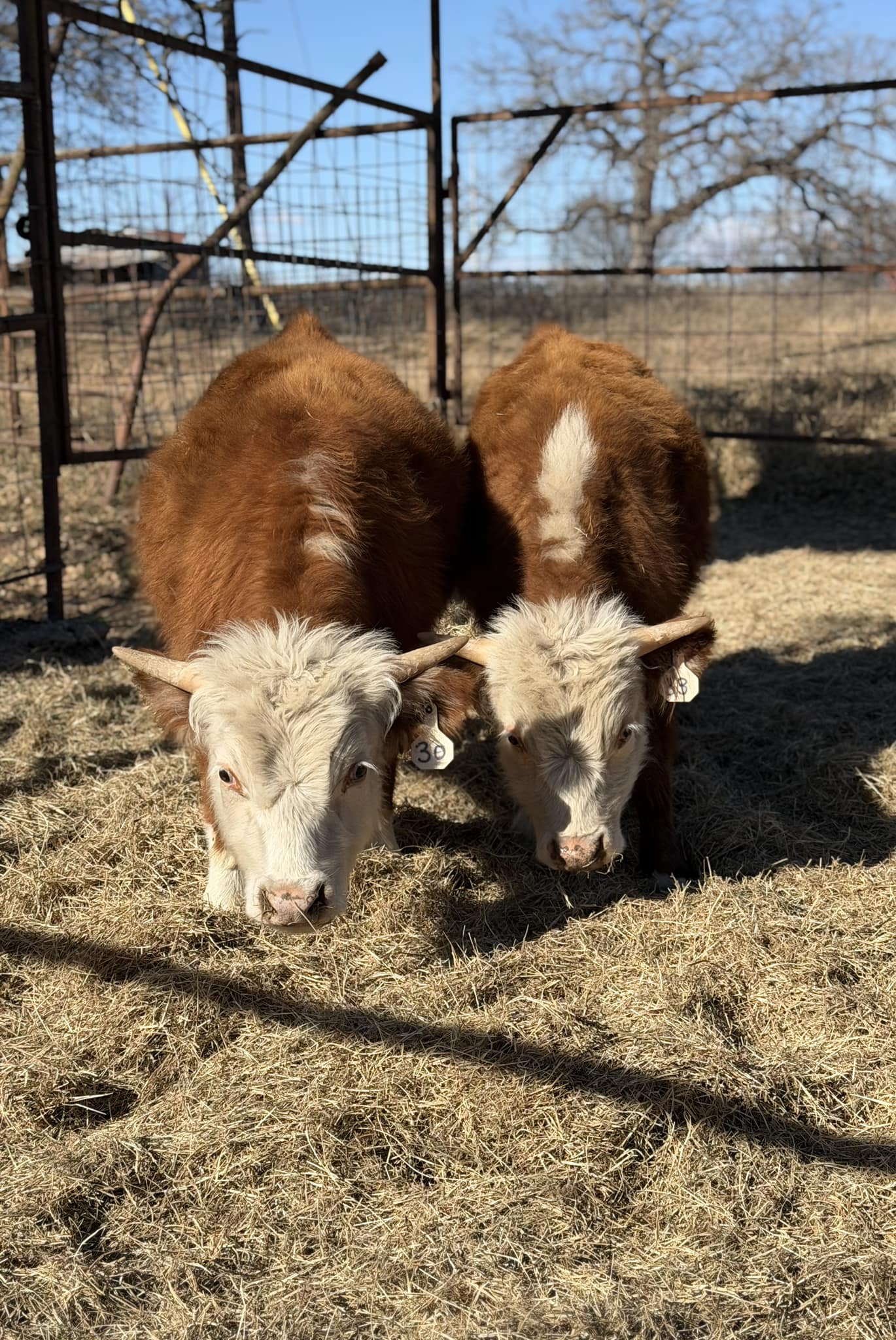 Stark Family Ranch | Comanche TX