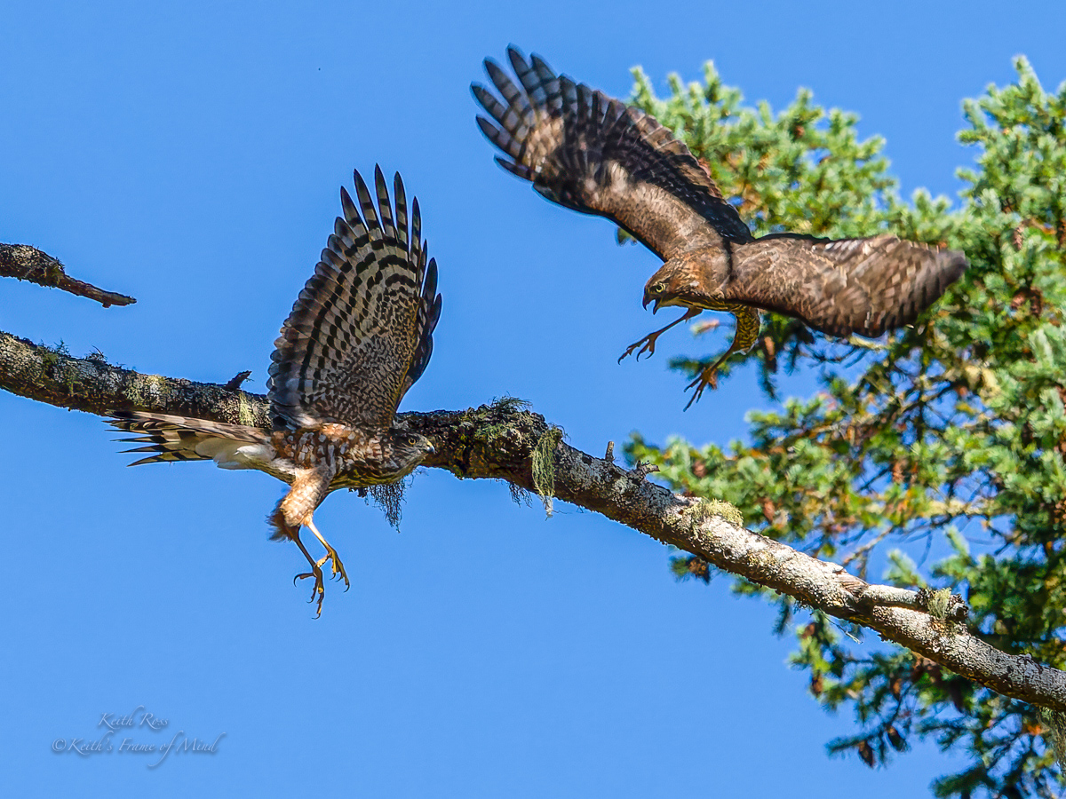 Keith's - Sharp-shinned Hawk vs. Sharp-shinned Hawk - 
