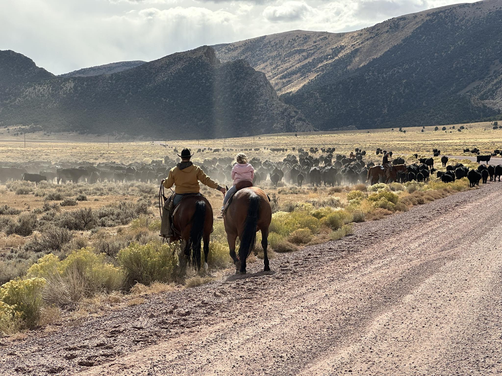 Diamond Peak Cattle Company | Baggs WY