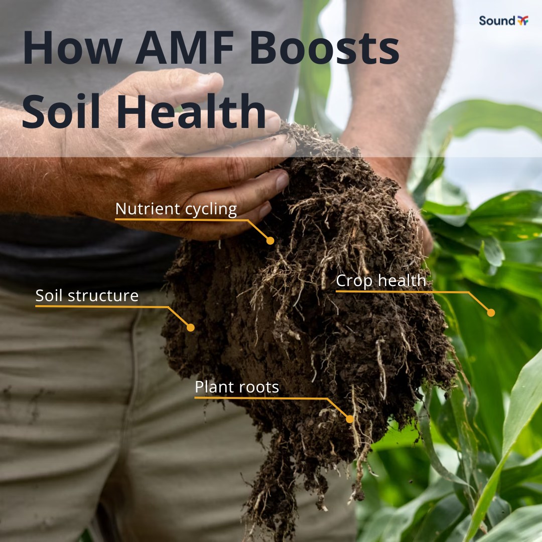 Sound - Have you heard of arbuscular mycorrhizal fungi (AMF)? They're ...